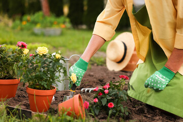 Woman in gloves working with shovel in garden, closeup. Transplanting beautiful flowers