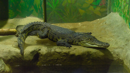 Siamese crocodile (Crocodylus siamensis) in the Moscow Zoo