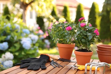 Beautiful potted roses and gardening tools on wooden table outdoors. Space for text