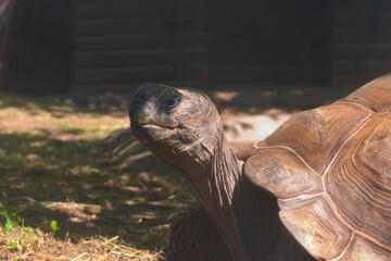 Galápagos tortoise (Chelonoidis niger) in Moscow zoo