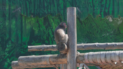 Japanese macaque (Macaca fuscata) in Moscow zoo