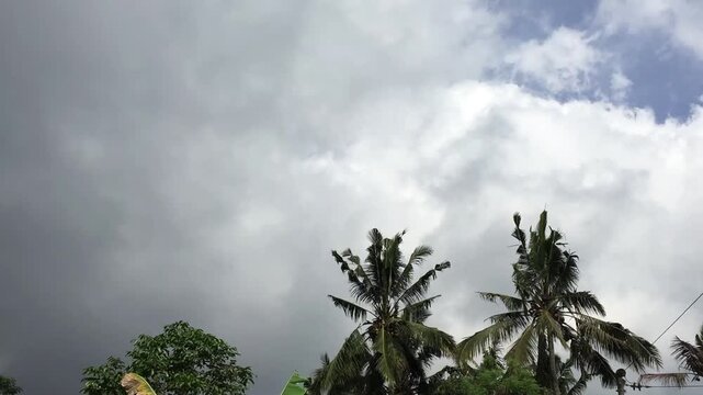 The coconut or cocos nucifera tree leaves swaying by the wind with a cloudy morning sky as a background
