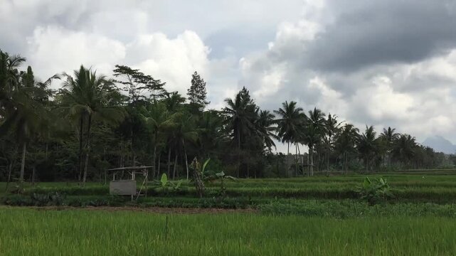 The rice plants or oryza sativa that have started to bear fruit and grow well with green leaves in a rice field area at Yogyakarta, Indonesia