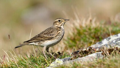 Fototapeta premium A small bird perched on a rocky outcrop
