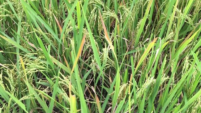 The rice plants or oryza sativa that have started to bear fruit and grow well with green leaves in a rice field area
