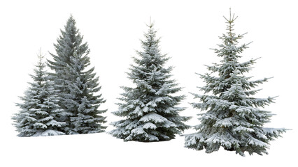Three snow-covered fir trees 