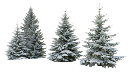 Three snow-covered fir trees 