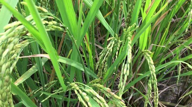 The rice plants or oryza sativa that have started to bear fruit and grow well with green leaves in a rice field area