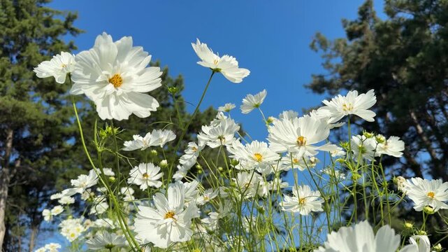 Cosmos bipinnatus are garden cosmos, Mexican aster, cosmea white blooms.