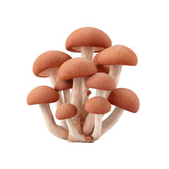 Cluster of vibrant orange mushrooms showcases beauty of seasonal change in nature