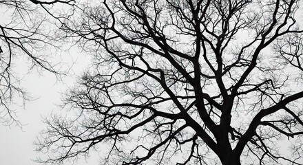 Silhouette of leafless tree branches against a gray sky