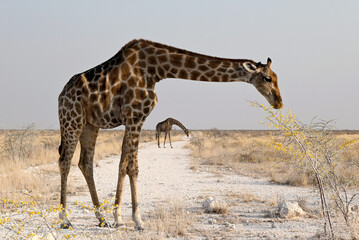 Graceful Angolan Giraffes Grazing on a Sunlit Trail Through the Savannah in Etosha National Park,...