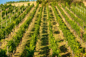 Weinst&ouml;cke auf dem Weinberg