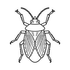 Detailed line drawing of a stink bug insect top view