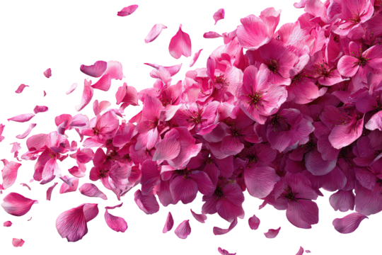 Pink Flower Petals Falling on Black Background