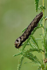 Small elephant hawk-moth caterpillar, Deilephila porcellus on a meadow plant. Profile, close up