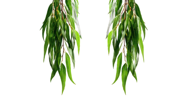 Symmetrical Green Leaves with Sparkling Detail on Black Background - Powered by Adobe