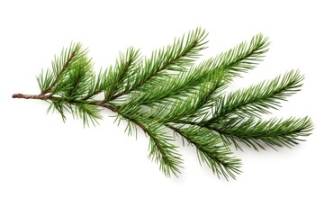 Pine branch plant tree fir.