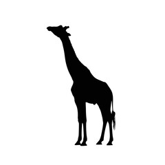Giraffe silhouette standing tall isolated on white background