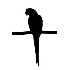 Silhouette of a parrot perched on a branch isolated on white background