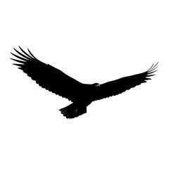 Black eagle silhouette flying with wings spread isolated on white background