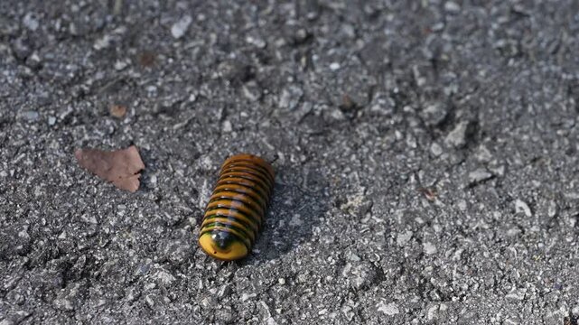Pill Millipede (Glomerida) on the asphalt road
