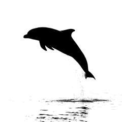 Dolphin jumping out of water silhouette isolated on white background
