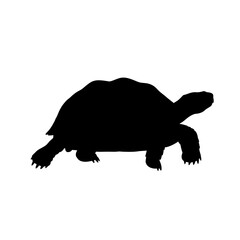 Tortoise walking silhouette isolated on white background