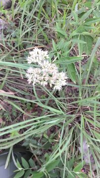The tall boneset, upland boneset, or eupatorium sessilifolium plants appear to grow abundantly with green leaves and small, white flowers in clusters.