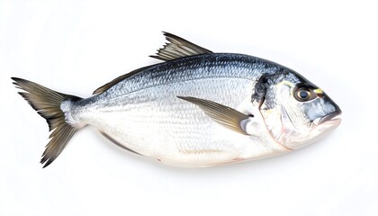 Obraz premium Fresh whole fish, side view