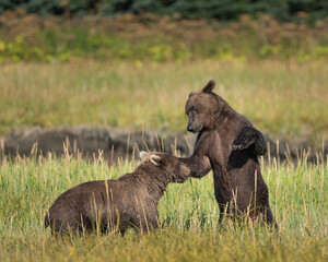 Two male bears playing in a field
