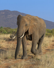 Large African elephant bull walking through savannah at Samburu National Reserve in Kenya Africa
