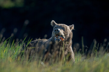 Male bear in the grass eating a salmon