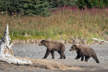 Two young male bears walking on the beach