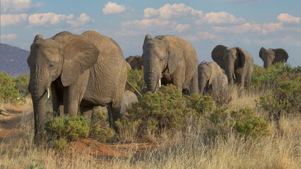 Herd of African elephants migrating across the savannah of Samburu National Reserve in Kenya
