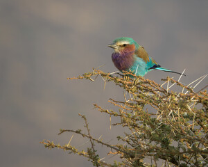 Colorful Lilac-Breasted Roller perched on branches of bush at Samburu National Reserve in Kenya
