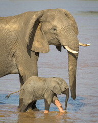 Baby (calf) elephant with its African elephant mother in the river at Samburu National Reserve in Kenya