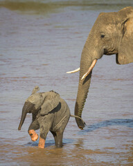 Baby (calf) elephant playing with its African elephant mother in the river at Samburu National Reserve in Kenya
