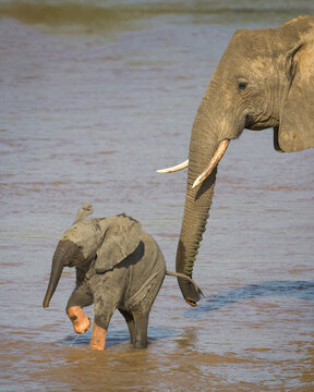 Baby (calf) elephant playing with its African elephant mother in the river at Samburu National Reserve in Kenya