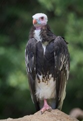 close up of a vulture