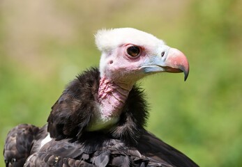 vulture close up