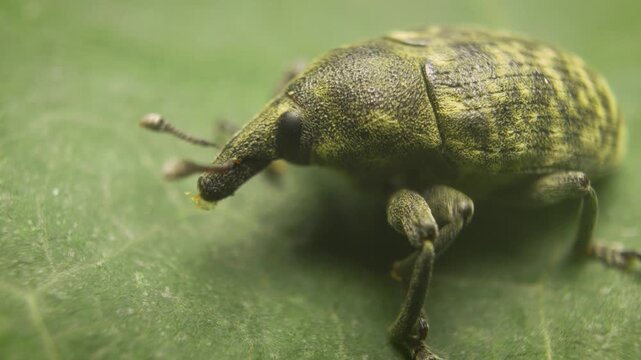 Close-up of the true weevil (Larinus turbinatus) on a leaf, grooming its leg in its natural environment.Vilnius, Lithuania &ndash; September 11, 2025. 