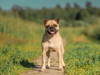 Close-up portrait of a beige dog against the background of green grass. Pug crossbreed