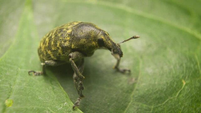 Vilnius, Lithuania &ndash; September 11, 2025. A close-up of the true weevil (Larinus turbinatus) perched on a leaf, cleaning its leg in its natural habitat.