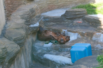 Orangutans - mother and child in the Moscow zoo