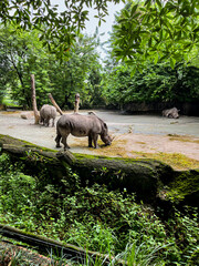 A Single horn Rhinoceros in the zoo of Singapore in Singapore