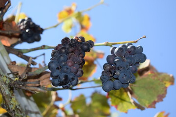 dark red Merlot grapes 