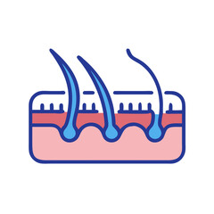Human skin anatomy with hair follicles flat illustration style
