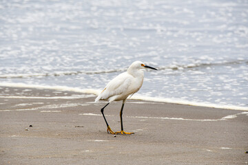 A snowy egret (small white heron, garza) walks gracefully on a sandy beach, with soft-focus ocean waves in the background. The white bird's black legs and distinctive yellow feet are clearly visible.