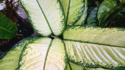 Elliptic Leaf of Dieffenbachia Seguine Leopard Lily for Botanical Design or Foliage Wallpaper
